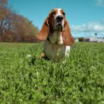 brown and white short coated dog on green grass field